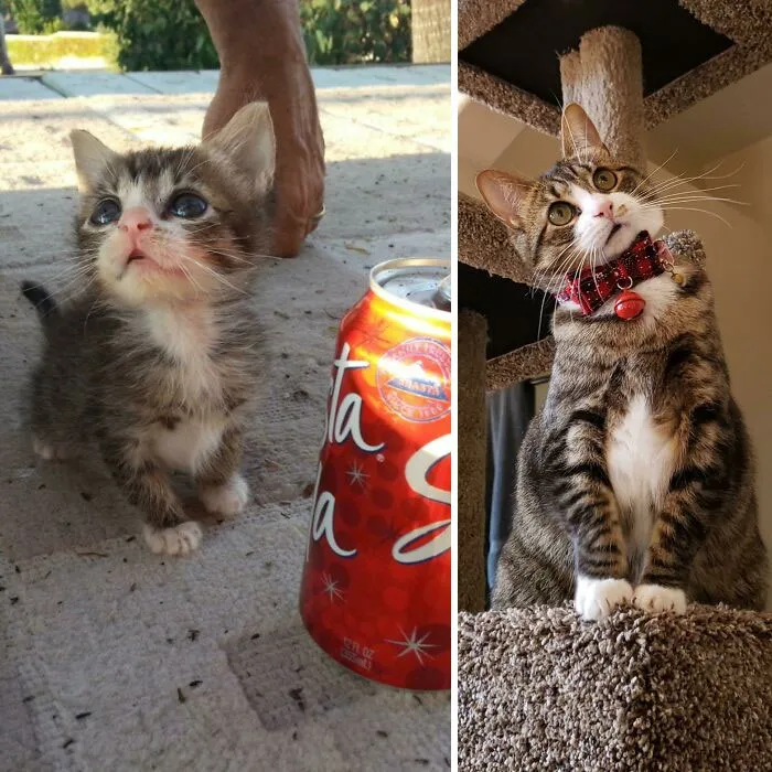 Bean Was A Microkitten. Here She Is At 8 Weeks vs. 5 Years. She Has Some Bone Deformities That Limit Her Front Leg Mobility And Is Still Under 6lbs