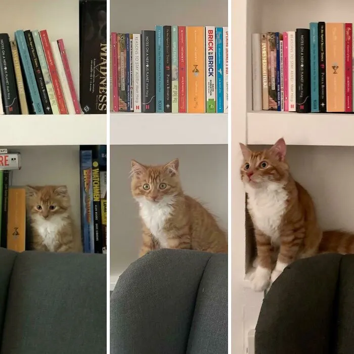 5wks, 11wks, And 16wks