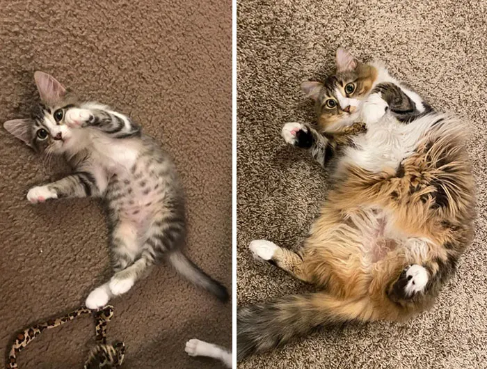 From A Little Floof To A Lot Of Floof