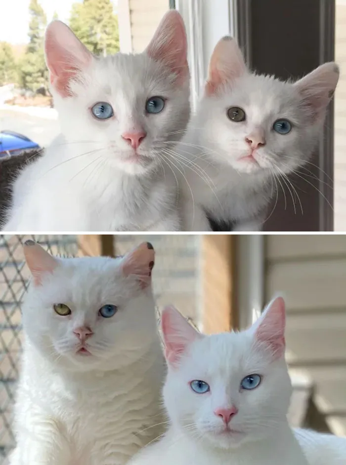 Bowie And Jimmy From Cute Babies To Angsty Teens