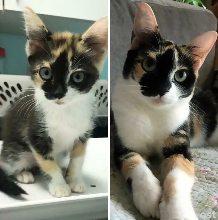 Piko. She Grew Into Her Bobblehead