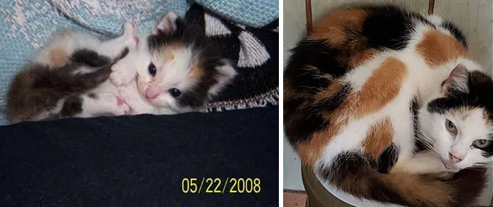 Please Meet Lucy. She'll Be 12 Years Old This Year. We Found Her In A Dumpster At A Taco Bell