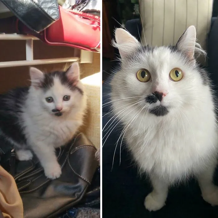 He Was Born In A Bush In Our Backyard. The Day My Mom Brought Him Inside To 6 Years Later, Stache Man!