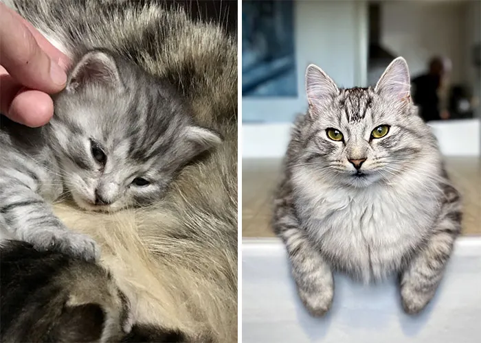 Then And Meow