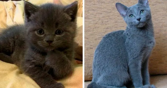 People Are Sharing Pics Of Their Cats Growing Up On "From Kitten To Cat" (35 Pics)