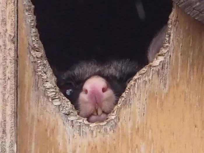 A Friend’s Photo Of The Same Possum Looked So Cute, But Mine Just Turned Out Like This