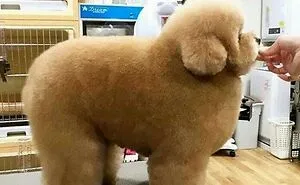 50 "Absolute Unit" Posts That Show Just How Big Things Can Get (New Pics)