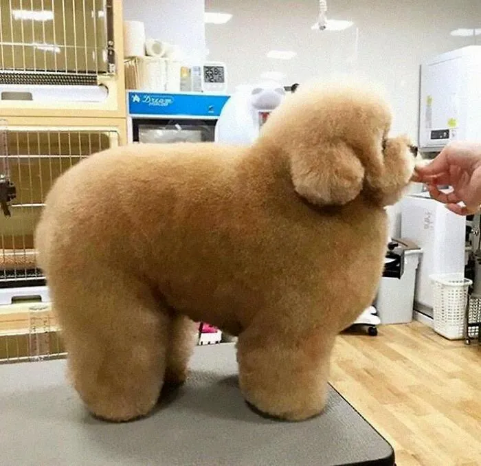 Este perro tan mullido