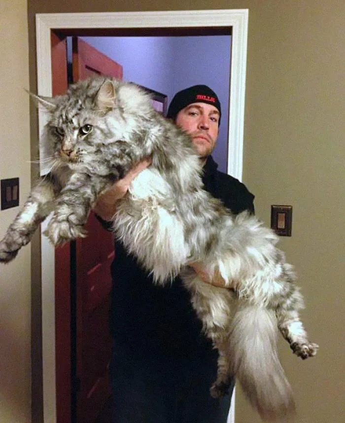 Este Maine Coon es una ¡Unidad Absoluta!