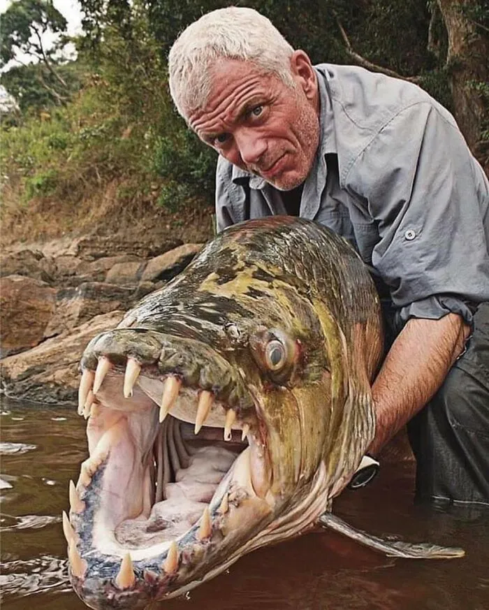 El pez tigre Goliat
