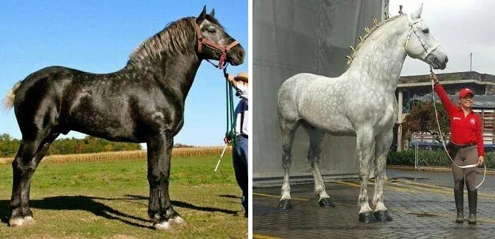 Una Unidad Absoluta de un percherón gris. Este es el mismo caballo con 5 años de diferencia. La transición de un pelaje negro a un pelaje gris a medida que crecen.
