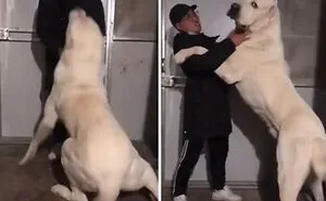 50 "Absolute Unit" Posts That Show Just How Big Things Can Get (New Pics)