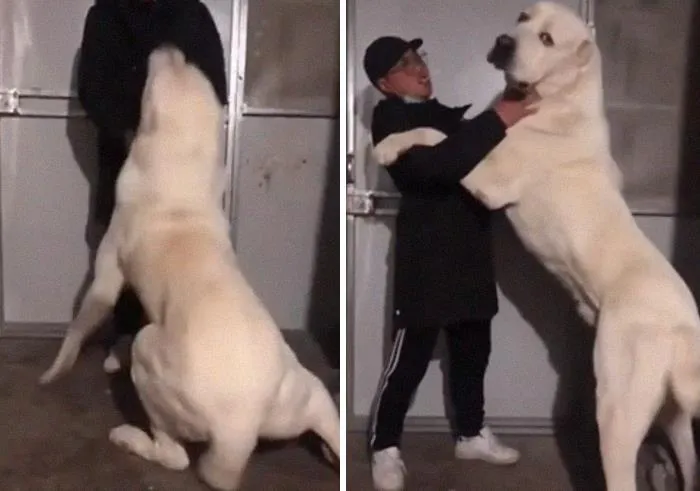 You're Telling Me That’s Not A Polar Bear