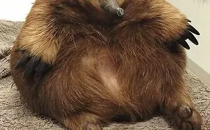 50 "Absolute Unit" Posts That Show Just How Big Things Can Get (New Pics)