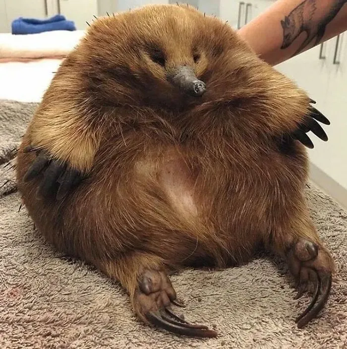 This Unit Of An Echidna Came Into The Wildlife Sanctuary. She Got Clipped By A Car But She's Fine