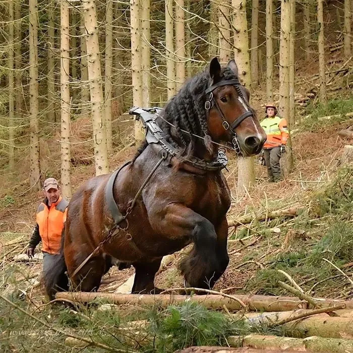 Un tanque absoluto