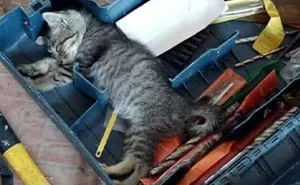 This Online Group Is Dedicated To Cats With Jobs, And Here Are 38 Of Them