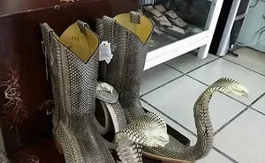 50 Times People Had Awful Taste But Executed Their Ideas Flawlessly (New Pics)