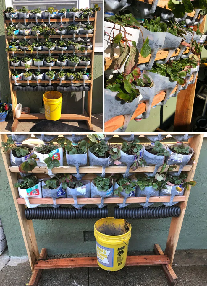 Vertical Strawberry Garden With Up-Cycled Milk Jugs