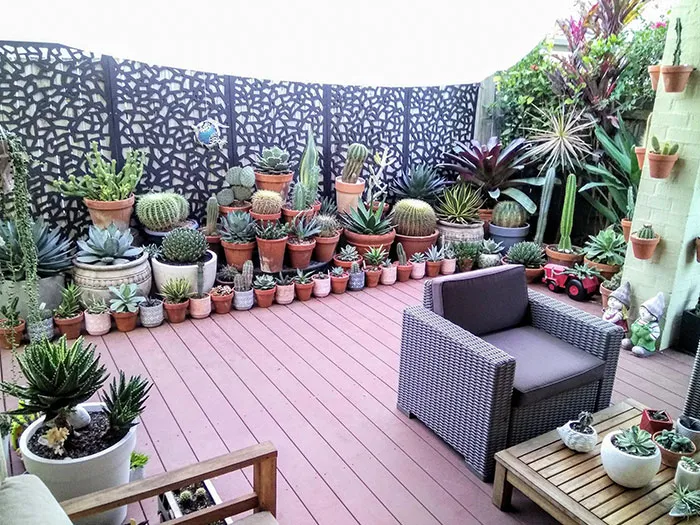 Tried To Organize My Patio Cactus/Succulent Garden
