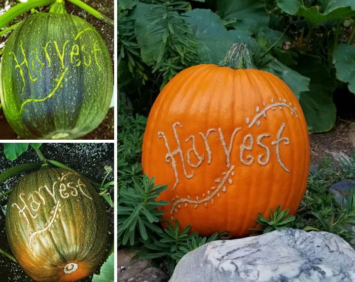 I Scarred A Pumpkin