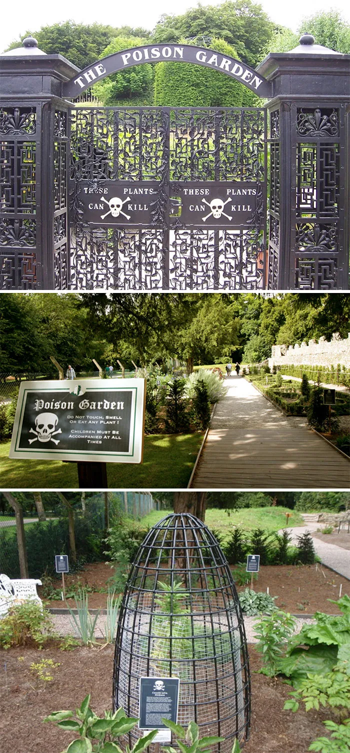 The Poison Garden Established In 2005 By The Duchess Of Northumberland. The Garden Contains Over 100 Deadly And Hallucinogenic Plants