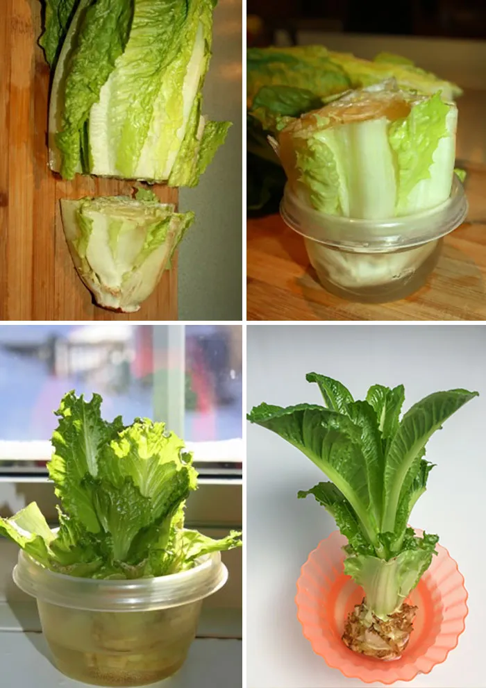 How To Regrow Romaine Lettuce From The Stem