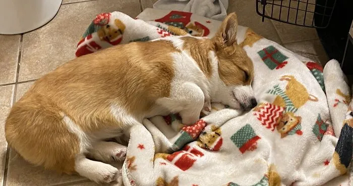 Hey Pandas, I Got A New Puppy, Can You Try To Recreate This, Or Photoshop This? (Closed)