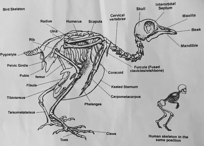 25 Extraños diagramas científicos totalmente reales, compartidos en esta página