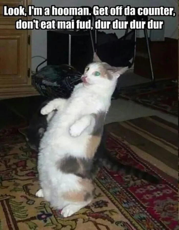 I'm A Hooman
