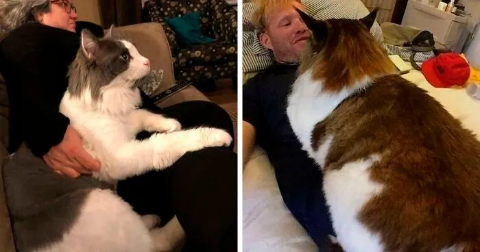 35 Cats Who Don't Understand How BIG They Are