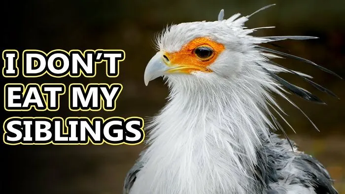 One Of My More Recent Ones... Found It While Simply Searching "Secretarybird"