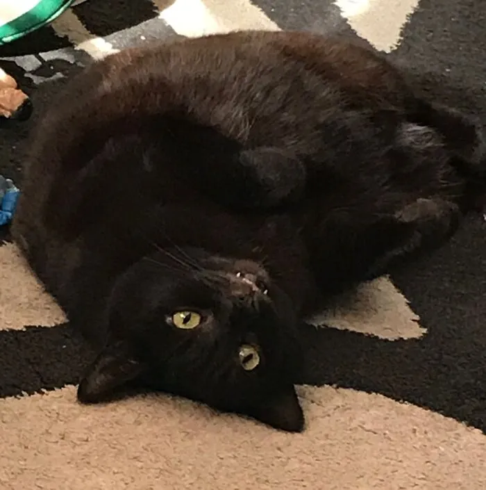 This Is Ewok