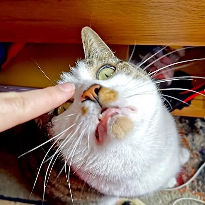 Yes Officer - I Am Following Your Finger!