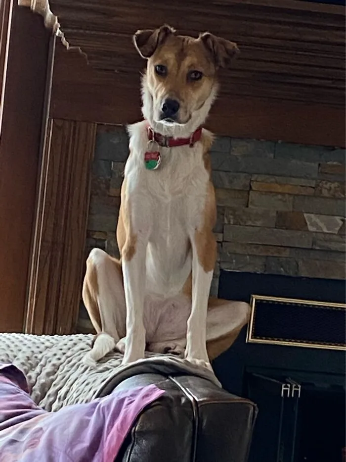 Mountain Goat?