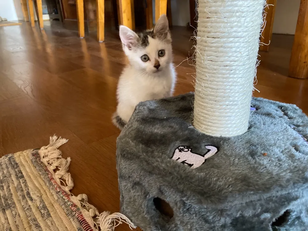 Our Kittens Tommy’s First Year..