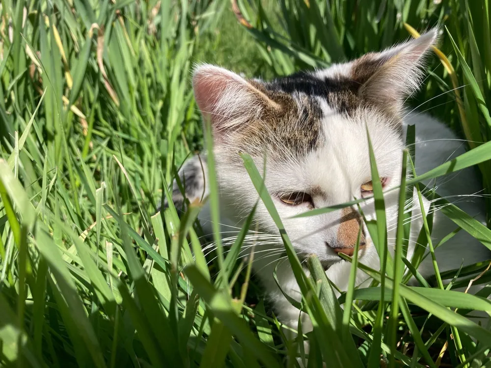 Growing Up Kitten Tommy..