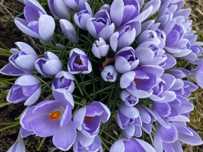 Spring Flowers