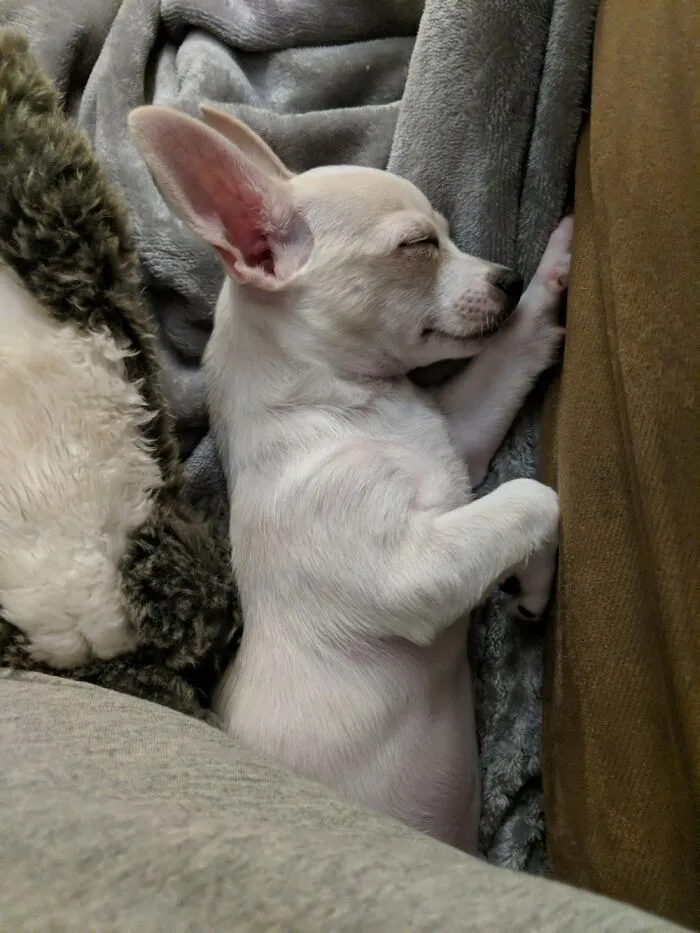 I’m Really Not A Bunny!