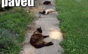 Hey Pandas, I'm New Here, So For Your First Challenge, Post The Most Honest Meme You Can Find (Closed)