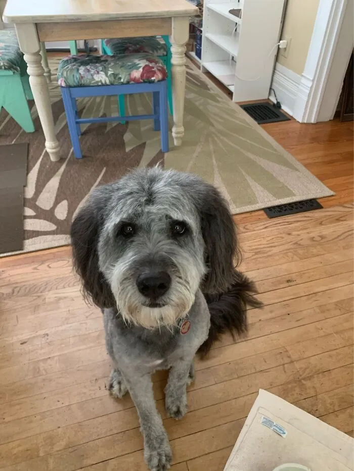 Molly Is A Good Dog.