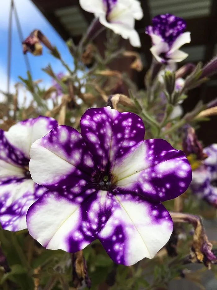 Some Cloudy Purple Flowers
