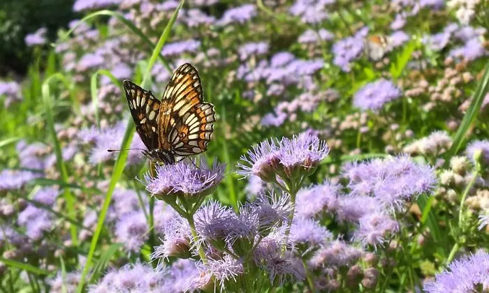 A Butterfly On Gregg’s Mist Flower