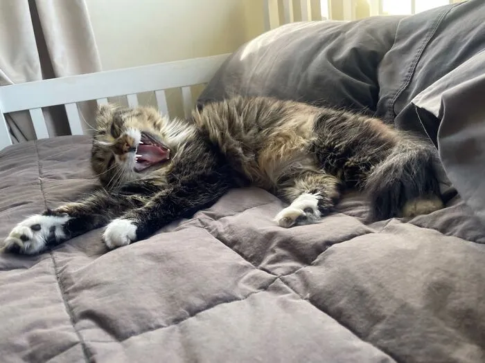 This Is Sparrow Von Spca.