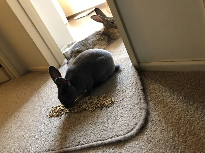 These Are My Bunny, Biscuit, And His Bunny, Pepper. She’s Always Eating.