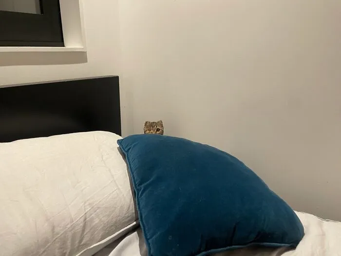 This Is My Sister’s Cat, Fig Von Spca.