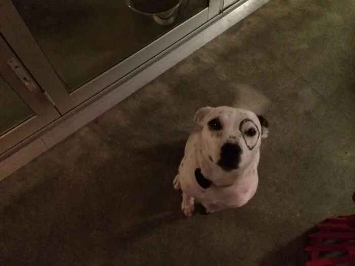 This Is My Sister’s Dog, Sid, Happy To Play Dress-Up.
