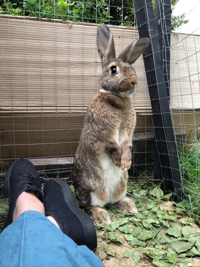 Biscuit On Duty