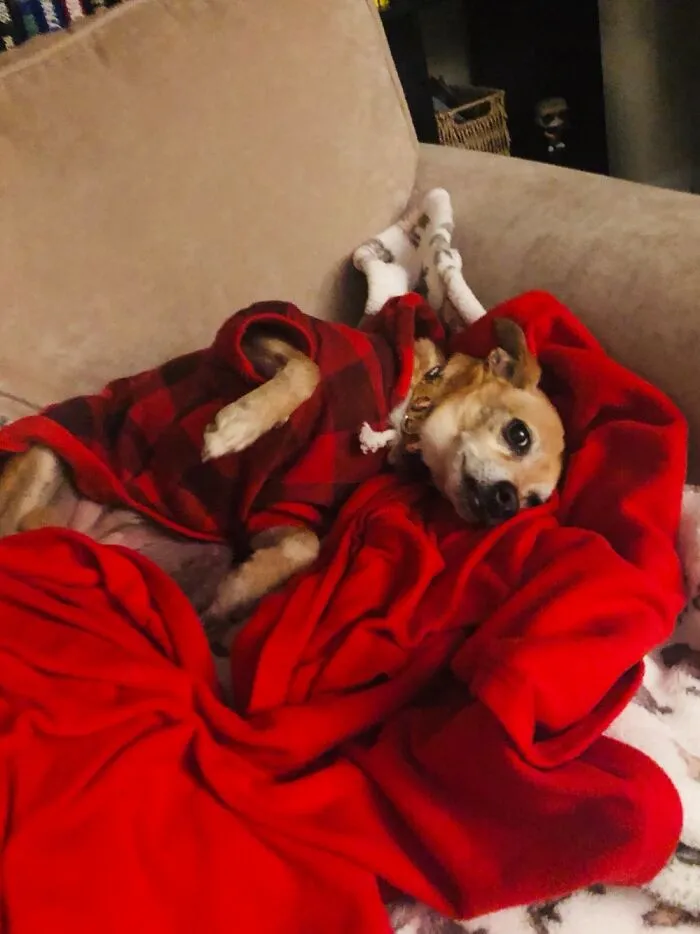 King Of Blankies