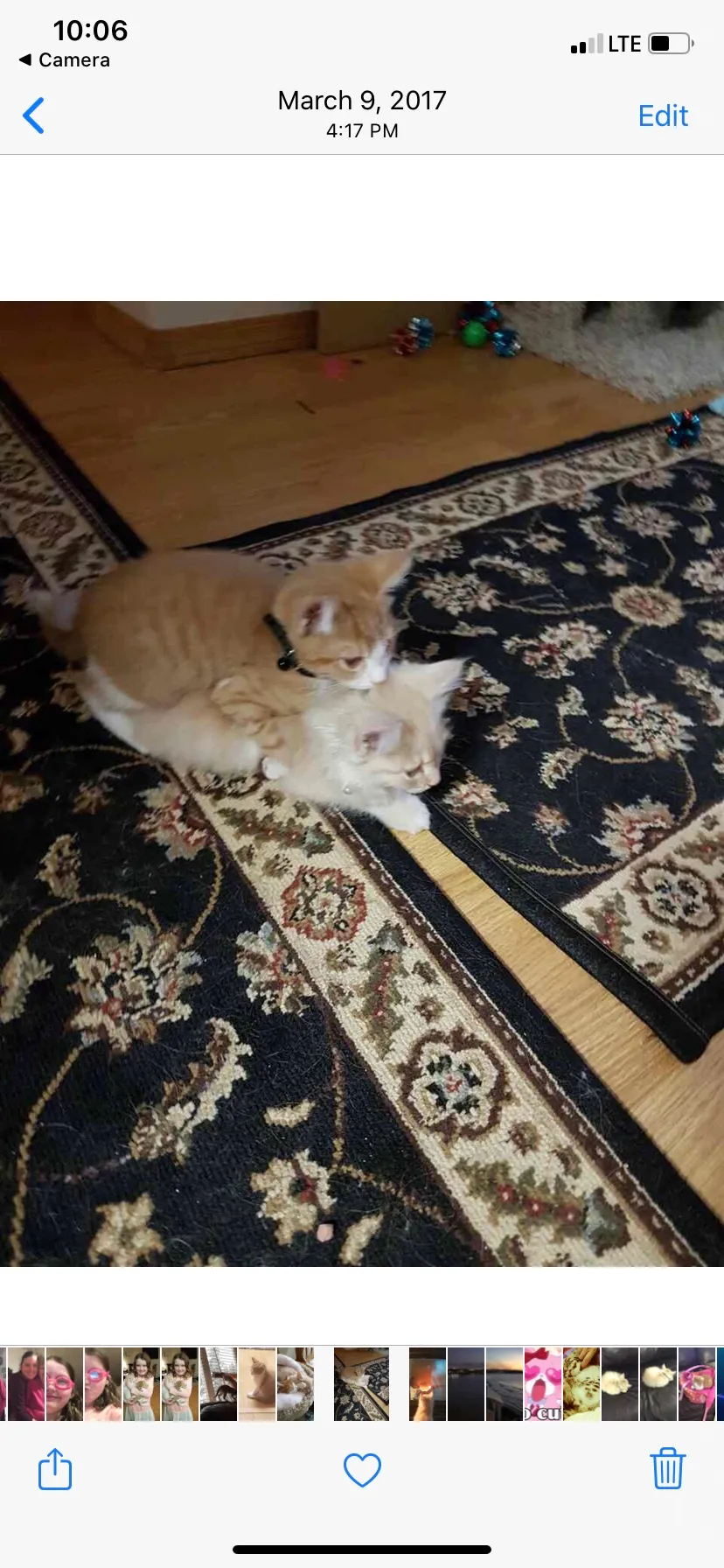 Idiot Pets Of Which I Love